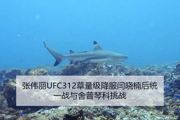 张伟丽UFC312草量级降服闫晓楠后统一战与舍普琴科挑战