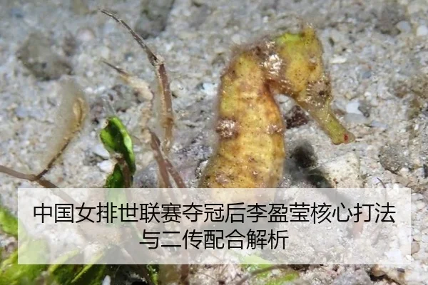 中国女排世联赛夺冠后李盈莹核心打法与二传配合解析